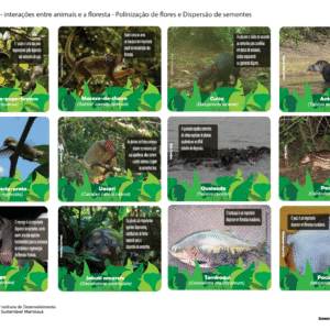 Jogo da Memória  Polinização e Dispersão de sementes - EF I, EF II